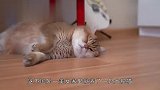 大肥猫第一次玩雪,没走两步就要撒娇,猫咪：脚丫子太冷！