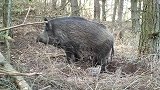 农村野猪成群下山祸害庄稼，带狗上山追赶野猪，为民除害！