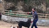 杜高VS卡斯罗，到底谁更凶悍场面不好控制