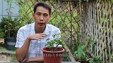 给月季修剪后，出现不长笋芽？加1个动作，笋芽很快呼呼冒