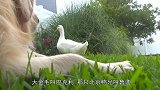 金毛和鸭子的基情？盘点最特别的宠物！动物世界
