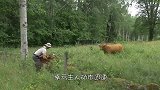 男子作死当着母牛面抱走小牛犊，母牛瞬间怒了，男子下场凄惨