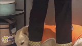 走到哪儿跟到哪儿，你家也有这样可爱的跟屁虫吗