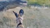 鳄鱼偷食野狗猎物，野狗也很无助，看着鳄鱼抢走它的猎物！
