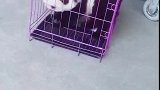 松狮狗秒变国宝呀，哈哈哈！