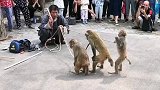 猴子会跳舞