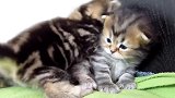 好漂亮的小猫咪,这小表情,萌的我心都要化了!