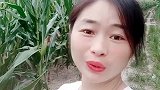 安徽老乡玉米熟了，管回来掰玉米了