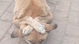 狗子：别打扰我，我在练习瑜伽呢！