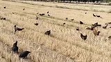 收完小麦这样做，放鸡捡吃掉落的麦子还能节省饲料，你学会了吗？