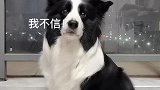 全网最会撒娇卖萌的边牧犬，铲屎官每天就像哄小媳妇一样哄它！