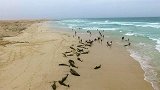 上百只海豚搁浅遍布海滩 游客与工作人员抢救不成令人心痛