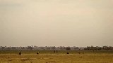 非洲野犬军团残忍狡诈，英勇好战，在大草原上所向披靡