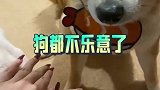 好家伙，这狗子在家的地位可真低