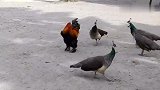 大公鸡混入孔雀群，态度还很横，孔雀们打算教训下它