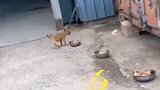 笑到停不下来，原来狗子也喜欢蹦迪，这小屁股太可爱了