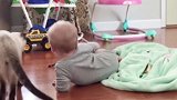 宝宝看到猫咪，直接举起了手里的逗猫棒，实在是有意思！