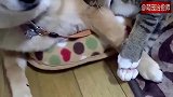 猫咪扒着柴犬的腿睡觉，怎么闻着有种恋爱的味道，我酸了！