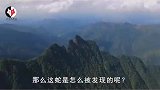 价值上百万的蛇中熊猫莽山烙铁头，为何总被外国人惦记？