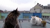 两只猫咪站在天台上，望着脑袋上的小虫子，场面十分滑稽