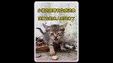 小猫的眼睛只是眼屎有点多而已，就被它的主人丢出来了