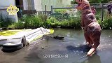 男子扮恐龙挑衅鳄鱼，想借此激发鳄鱼野性，镜头拍下全过程