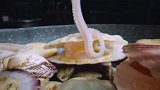 延吉特色的辣酱海鲜锅,食材新鲜,鲜味十足,喝一口汤瞬间升天
