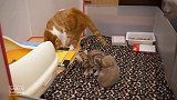 猫宝宝第一次看到猫爸爸反应有点逗