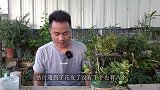 长寿花发红会死吗？看完警醒了，是大毛病