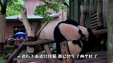 都是当妈的熊了，咋还这么不沉稳？团子：妈，我要扁了！