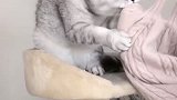 美女粉丝专门来家挑衅团子