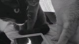 贫富差距带来的寒冷取暖取暖 猫