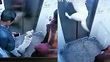 可怕！狗狗牵绳被电梯门夹住 瞬间被吊起悬在半空