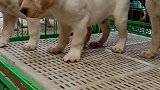 拉布拉多双血统