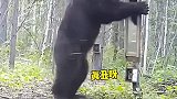 大黑熊照镜子，把自己吓到了