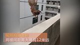 惊呆!公鸡上演12米高空飞行绝技 一跃钻进对面楼