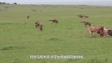 一群狮子伏击鬣狗，鬣狗走近后发现不对撒腿就跑，镜头拍下全过程