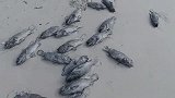 多条石斑鱼搁浅，阿聪激动哇哇大叫，养殖场亏损不少于万元