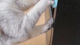 猫：这是什么歌儿，听着都全身发痒！