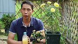 淘米水养花不靠谱？教你最靠谱的制作方法，效果翻几倍