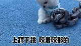 一只触犯了“天条”的狗子