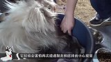 狗狗被领养后经常自残咬自己，知道原因后，太让人心疼了