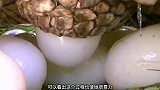 产蛋期的鳄鱼有多暴躁？看看巨蜥的下场你就知道了，简直不要太惨