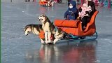 冰场里的假狗拉雪橇做工逼真