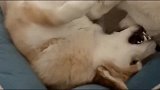 二哈和柯基犬生的孩子，姐妹俩一团聚就整天打打闹闹，精力旺盛