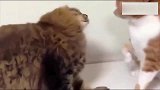 两只猫互打，橘猫下手也太重了吧！光听声音，我都心疼！