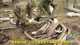 0西伯利亚的“挖尸人”，冒着生命危险在冻土里寻找象牙！
