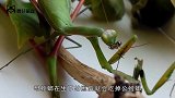 螳螂与水蛭对决，一瞬间就分出胜负，千万不要眨眼！
