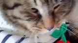 猫：快起开，别把我头型弄乱了！