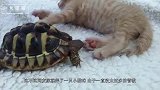 女友被抓伤，狠心带猫咪去做“去爪手术”，3天后猫咪奄奄一息
